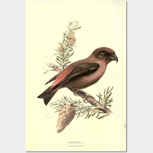 Crossbill Posters and Art